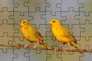 pasaros jigsaw puzzle