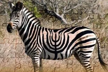 ×—× ×•×›×™×” jigsaw puzzle