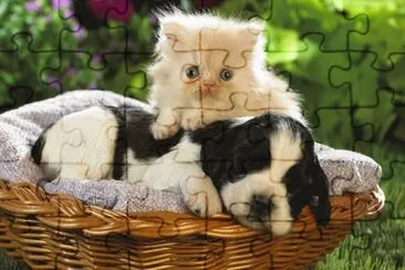gatitos jigsaw puzzle