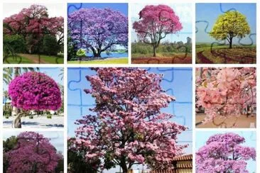 flores jigsaw puzzle