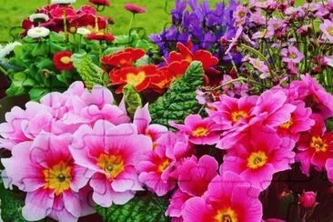 flores jigsaw puzzle
