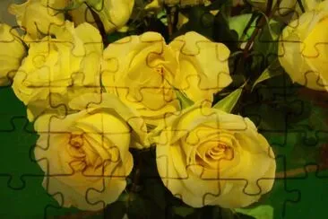 פאזל של rosas amarillas
