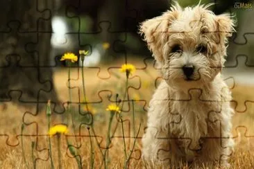 Filhote de cÃ£o