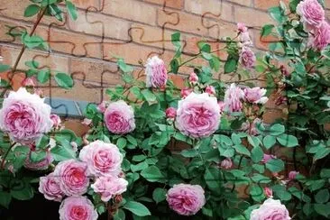 rosal