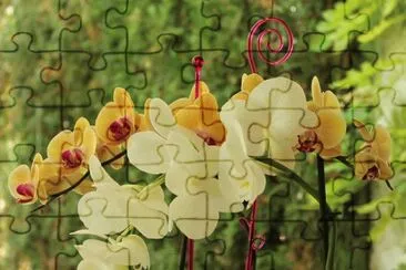 orquÃ­deas
