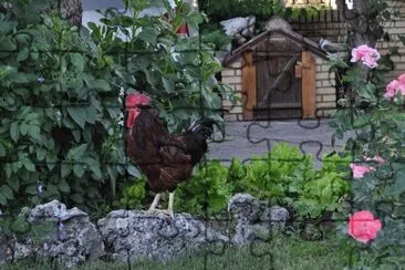 gallo jigsaw puzzle