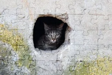 gato jigsaw puzzle