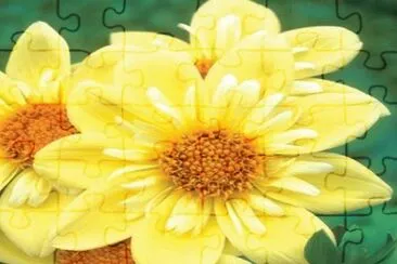 dalias