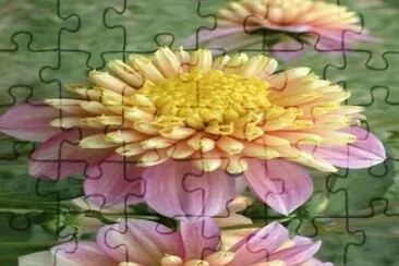 dalias