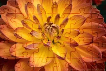 dalias
