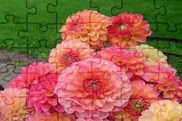 dalias