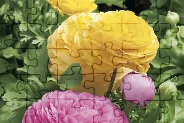 dalias