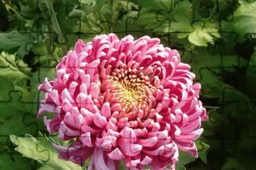 dalias