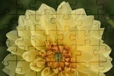 dalias