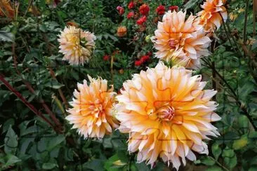 dalias jigsaw puzzle
