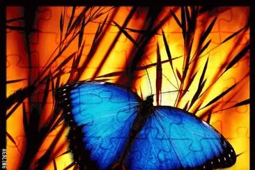 borboleta jigsaw puzzle