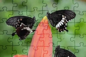 borboleta jigsaw puzzle