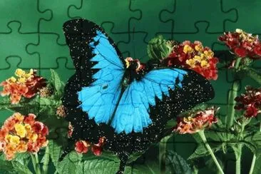 borboleta jigsaw puzzle