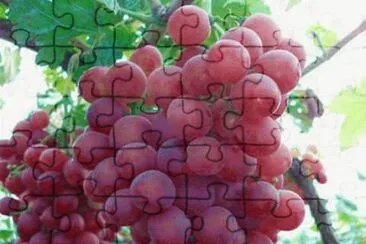 uvas jigsaw puzzle