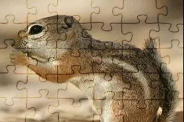 ardillilla jigsaw puzzle