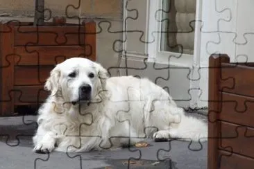 Pedazo de perro