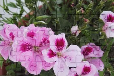 Flores jigsaw puzzle