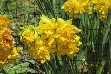Narcisos jigsaw puzzle