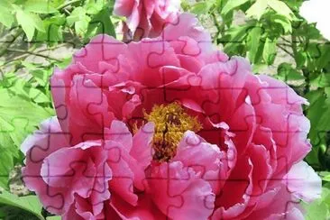 rosas