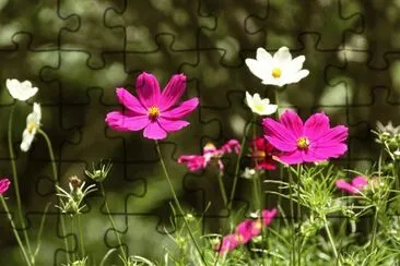 Flores jigsaw puzzle