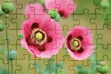 Flores jigsaw puzzle