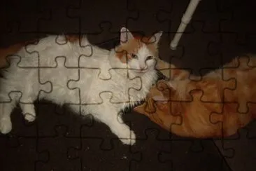 tiny,  at 16, he is still a little charmer jigsaw puzzle