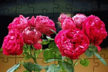 פאזל של flores