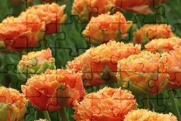 פאזל של flores