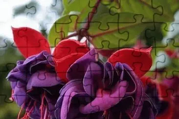 flores