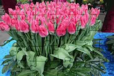 flores