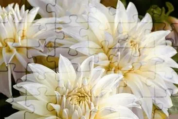 dalias
