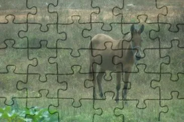 Cavalo no Pasto jigsaw puzzle