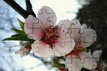 Flor de pessegueiro jigsaw puzzle