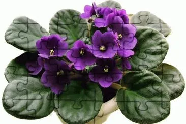 Violetas jigsaw puzzle