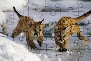 Bing image jigsaw puzzle