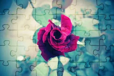 Rosas / Roses jigsaw puzzle