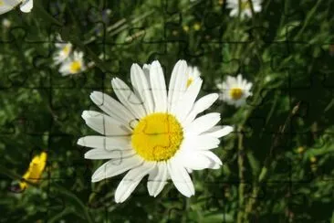 Blume