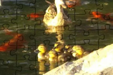 Pond