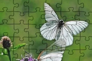 imagens jigsaw puzzle