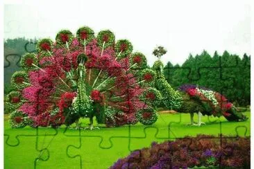 pavo real jigsaw puzzle