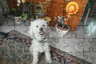 DAISY MI CANICHE