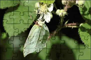 mariposa hoja jigsaw puzzle