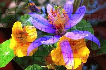 imagens jigsaw puzzle
