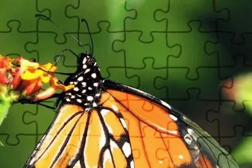 butterfly jigsaw puzzle