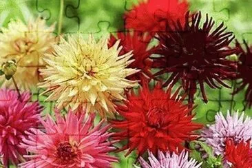 Dahlia 's